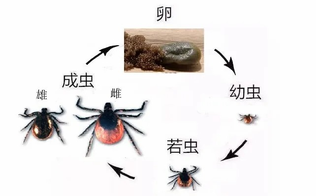 在美国被蜱虫咬了怎么办？夏季防蜱全攻略：详尽指南、专业解读与最新数据