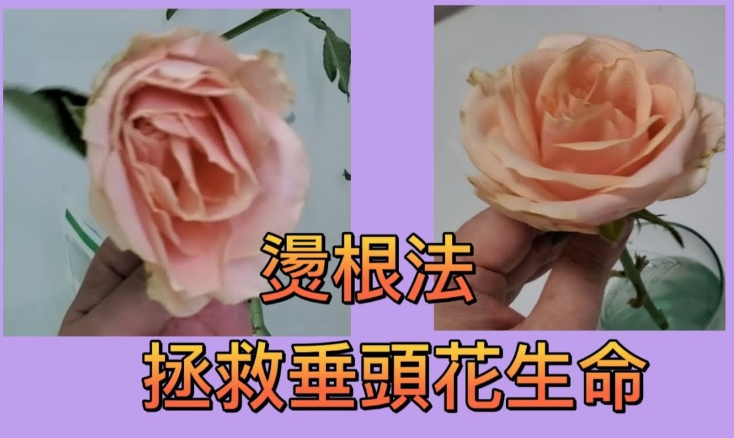 2026在美国鲜花养护全指南:从选购到长久绽放的实用技巧 5 image 352