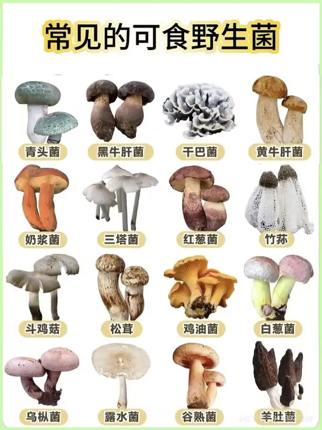 一文辨别北美美国的野生蘑菇:哪些蘑菇能吃,哪些蘑菇有毒 2 image 508