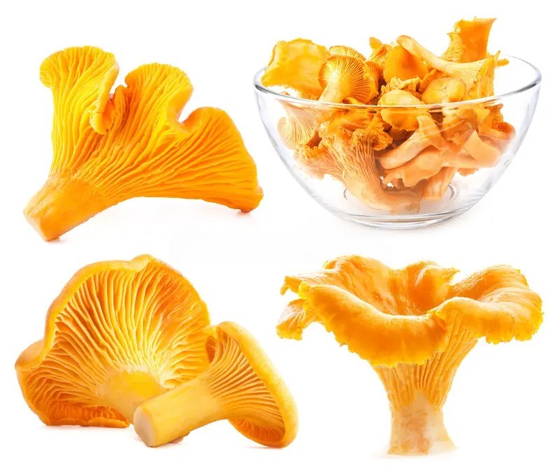 一文辨别北美美国的野生蘑菇:哪些蘑菇能吃,哪些蘑菇有毒 4 image 5111