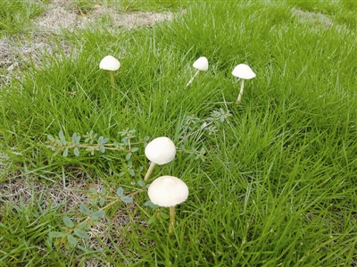一文辨别北美美国的野生蘑菇:哪些蘑菇能吃,哪些蘑菇有毒 10 image 520