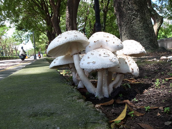 一文辨别北美美国的野生蘑菇:哪些蘑菇能吃,哪些蘑菇有毒 11 image 522