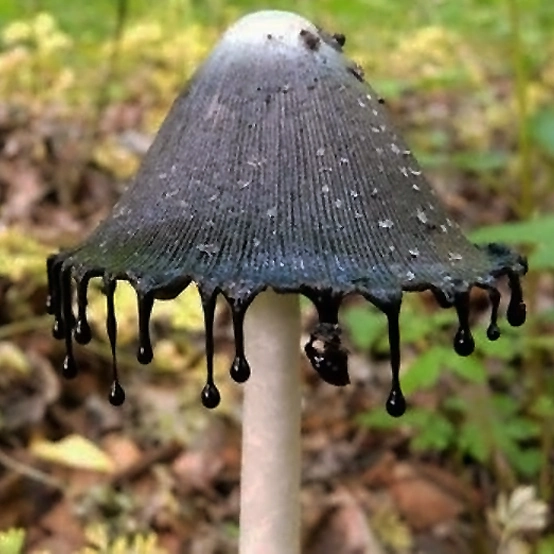 一文辨别北美美国的野生蘑菇:哪些蘑菇能吃,哪些蘑菇有毒 13 image 524