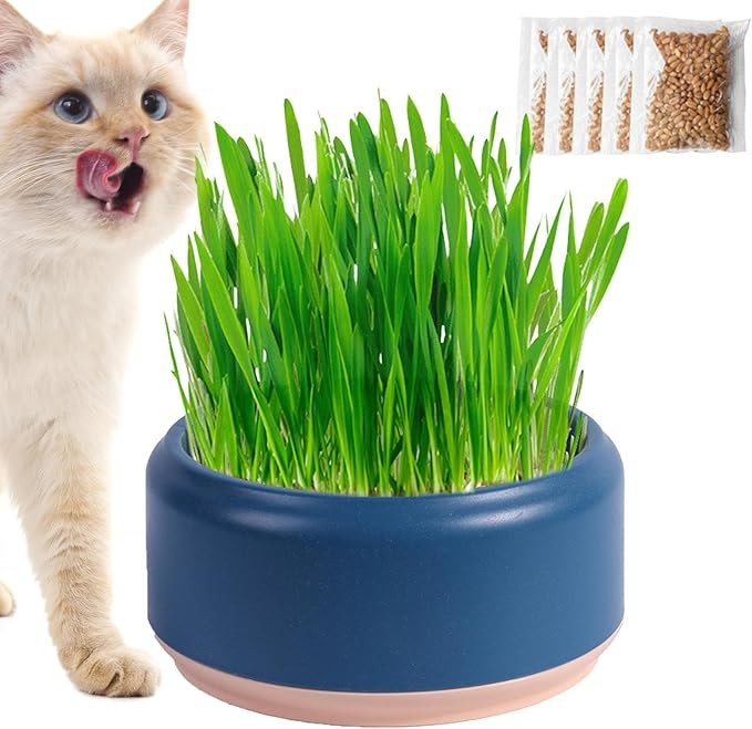 北美养猫家庭可以养什么花和植物?2026安全养猫绿植清单请收好 3 image 175