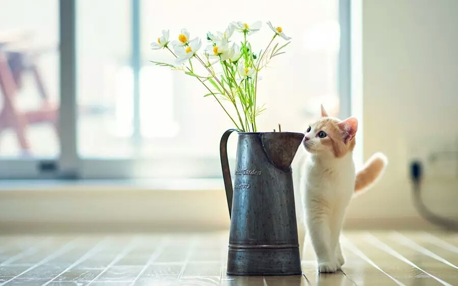 北美养猫家庭可以养什么花和植物？2026安全养猫绿植清单请收好