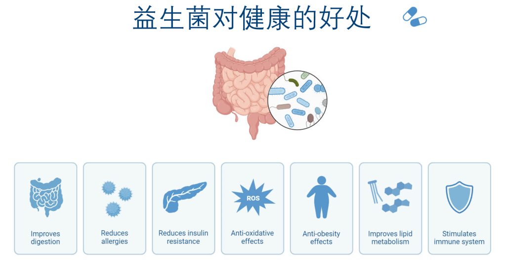益生菌到底怎么吃才有效?北美在哪里买益生菌?北美家庭买酸奶、泡菜和Probiotic补充剂前,先看懂这篇指南 6 image 380