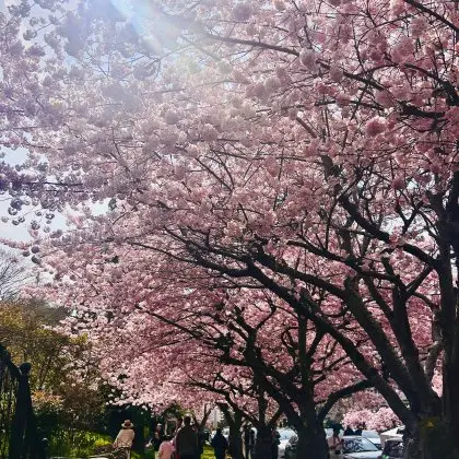 西雅图赏樱攻略：UW樱花什么时候开？8个春季赏花地、交通与拍照指南