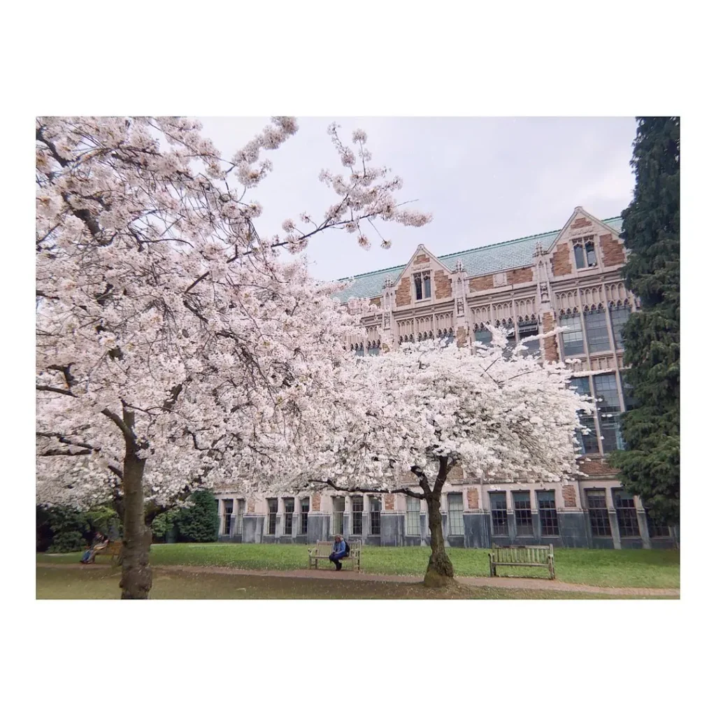 樱花